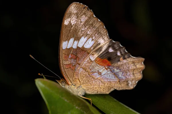 Muž Dospělý Red Peacock Motýl Druhu Anartia Amathea — Stock fotografie