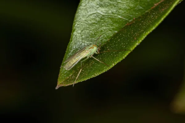 Adulte Bissfreie Midge Der Familie Chironomidae — Stockfoto