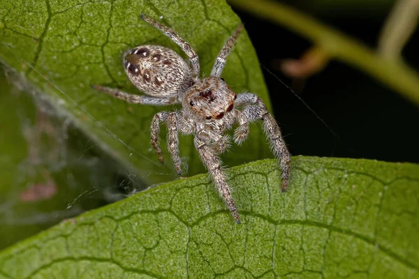 Malý Samec Skákající Pavouk Subkmene Dendryphantina — Stock fotografie