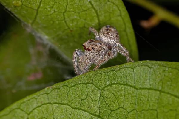 Small Male Jumping Spider Subtribe Dendryphantina — Stock Photo, Image