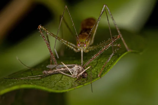 Genus Culex Adult Culicine Mosquito Tribe Harpactorini 암살자 — 스톡 사진