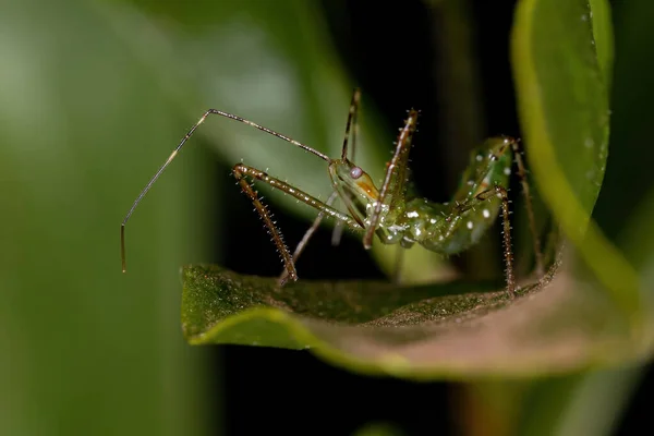 Harpactorini Kabilesinden Suikastçı Böcek Perisi — Stok fotoğraf
