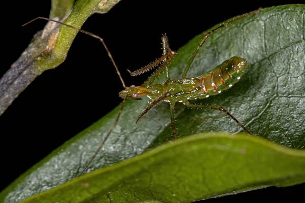 Tribe Harpactorini Assassin Bug Nymph — 스톡 사진