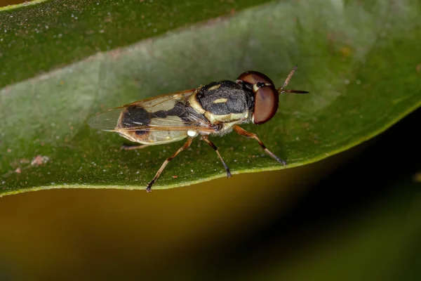 Kleine Volwassen Soldaatvlieg Van Onderfamilie Stratiomyinae Een Blad — Stockfoto