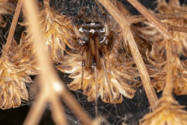 Latrodectus geometriksinin Dişi Kahverengi Dulu