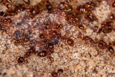 Solenopsis cinsinin Yetişkin Ateş Karıncaları