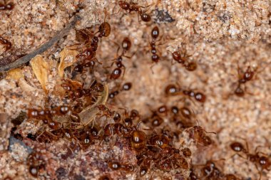Solenopsis cinsinin Yetişkin Ateş Karıncaları