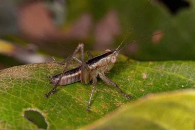 Conocephalus cinsinden daha az çayır Katydid Nymph