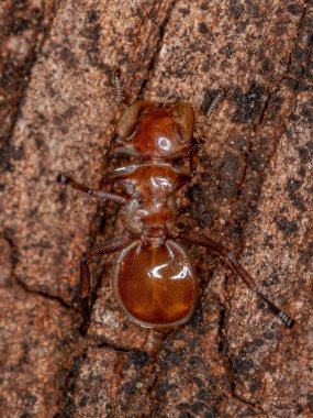 Yetişkin Sarı Kaplumbağa Karınca Cinsi Cephalotes