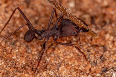 Atta Yaprak Kesen Karınca Cinsi Atta