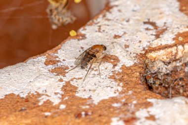 Yetişkin kambur sırtlı Phoridae ailesinin sineği.