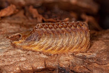 Mantodea Tarikatı 'ndan peygamberdevesi Yumurtası Davası