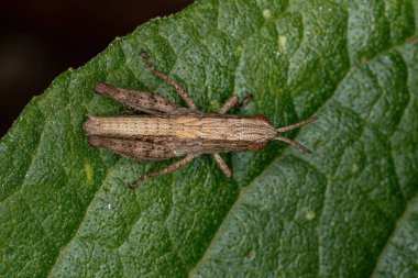 Acrididae ailesinin Kısa Boynuzlu Çekirge Perisi.