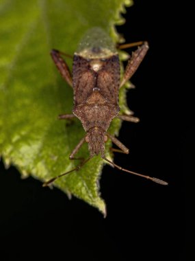 Harmostes cinsinin Yetişkin Kokusuz Bitki Böceği