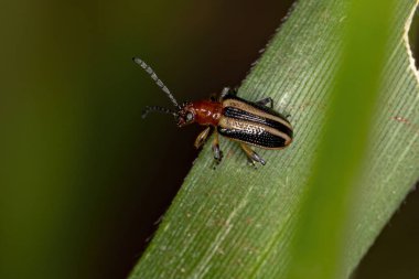 Chrysomelidae ailesinin Yetişkin Yaprak Böceği