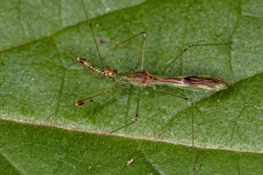 Genus Bactrodes 'un Yetişkin Suikastçi Böceği
