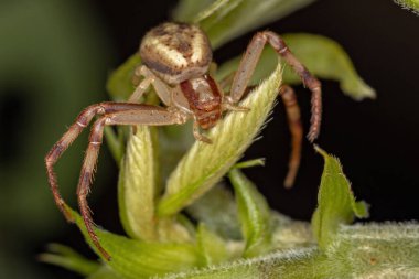Thomisidae ailesinden yetişkin dişi yengeç örümceği.