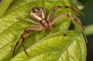 Thomisidae ailesinden yetişkin dişi yengeç örümceği.
