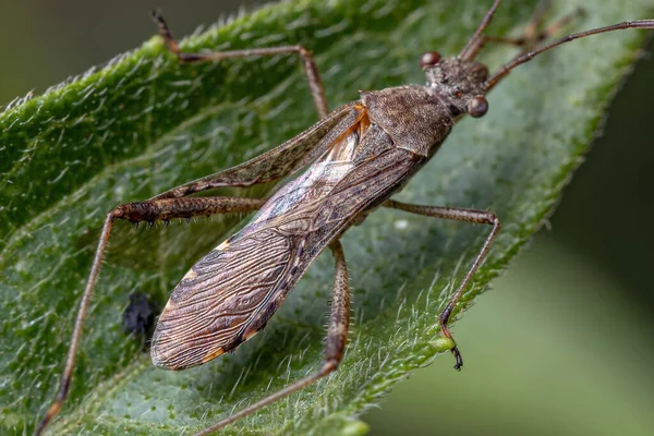 Neomegalotomus Parvus Türünün Yetişkin Geniş Başlı Böceği — Stok fotoğraf