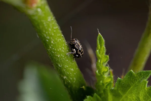Pequeño Escarabajo Hoja Escrita Del Género Pachybrachis —  Fotos de Stock