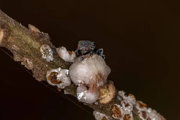 小さな成虫亀甲虫のアリ科コケディア属の亀甲虫との共生 — ストック写真