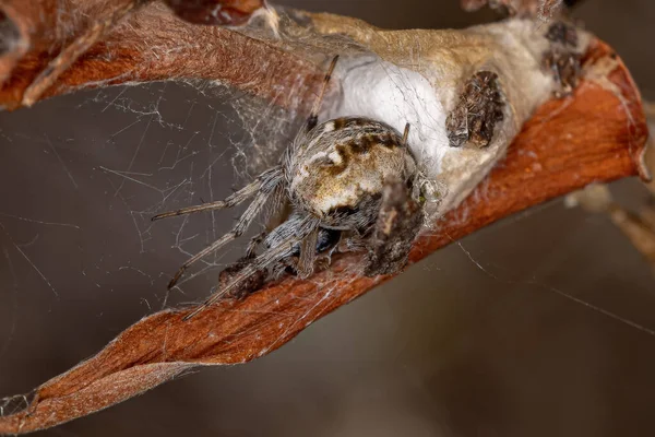 Genus Metepeira Orbweaver Spider — 스톡 사진