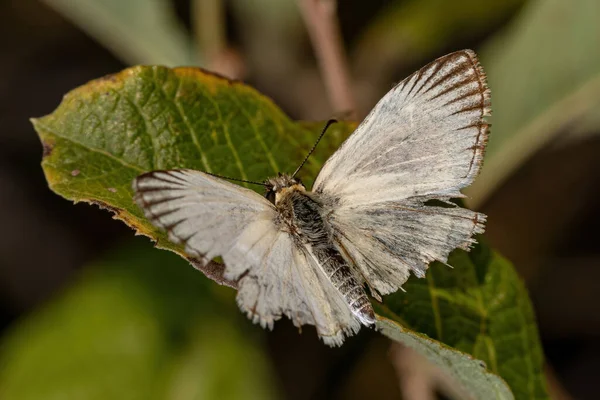 Adult Checkered Skipper Genus Heliopetes — Stock Photo, Image