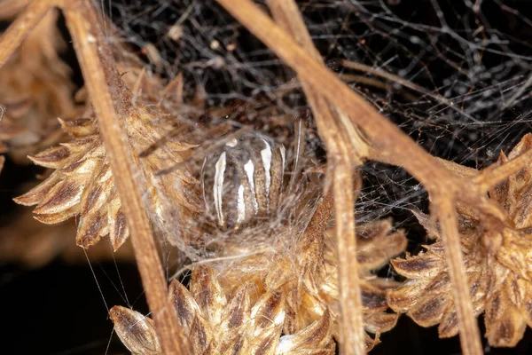 Mulher Viúva Parda Espécie Latrodectus Geometricus — Fotografia de Stock