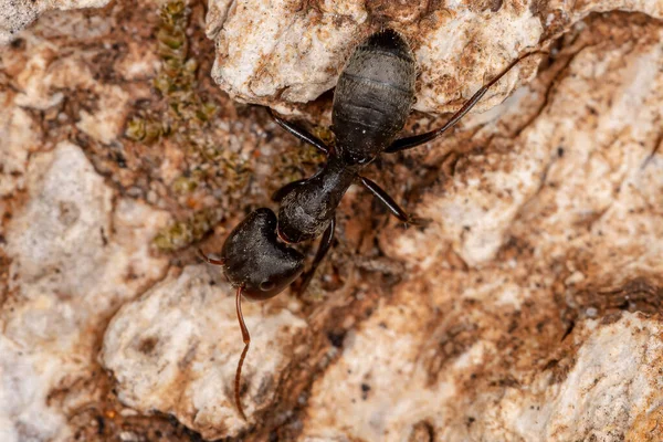Dospělý Tesař Rodu Camponotus — Stock fotografie