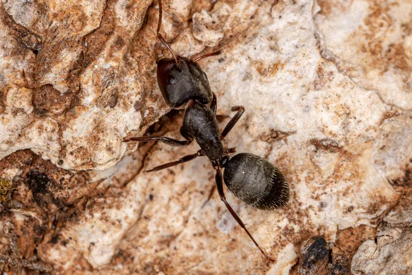 Adult Carpenter Ant Рід Camponotus — стокове фото