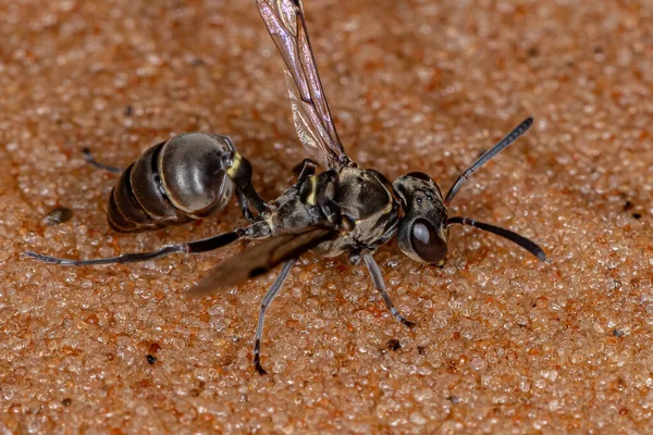 Оса Метаполибии Рода Adult Paper Wasp — стоковое фото