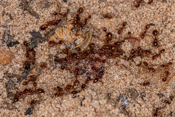 Dospělí Ohniví Mravenci Rodu Solenopsis — Stock fotografie
