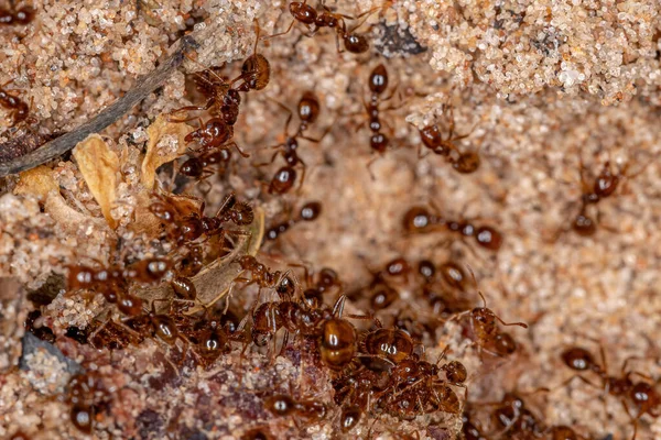 Hormigas Fuego Adultas Del Género Solenopsis —  Fotos de Stock