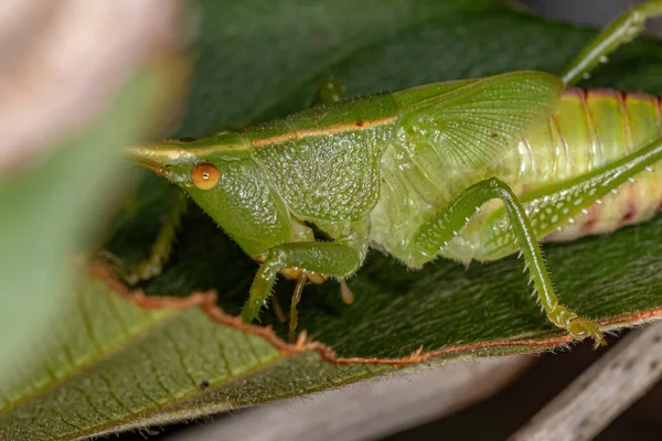 Conehead Katydid Nymph Podčeledi Conocephalinae — Stock fotografie