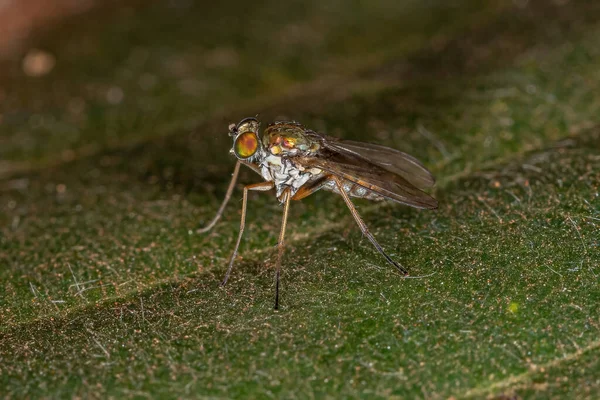 Adult Long Legged Fly Family Dolichopodidae — Stock Photo, Image