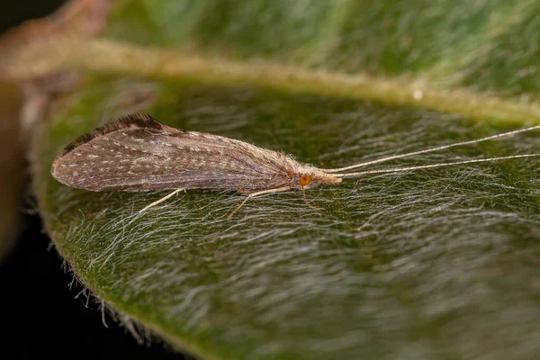 Dospělý Caddisfly Hmyz Řádu Trichoptera — Stock fotografie