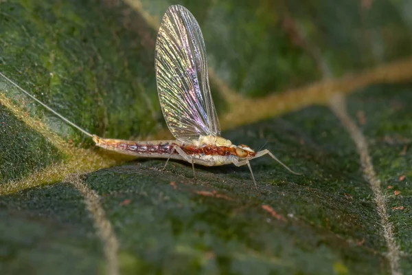 Adulto Feminino Pequena Mayfly Família Baetidae — Fotografia de Stock