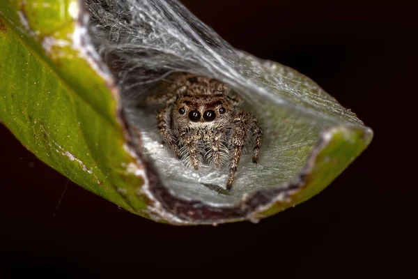 Pequena Aranha Saltitante Subtribo Dendryphantina — Fotografia de Stock