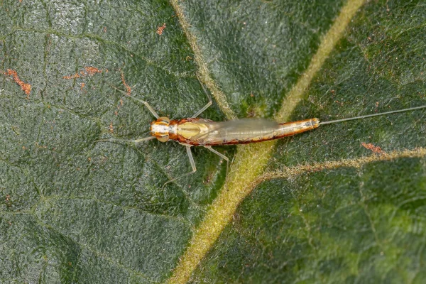 Piccola Mayfly Adulta Della Famiglia Baetidae — Foto Stock