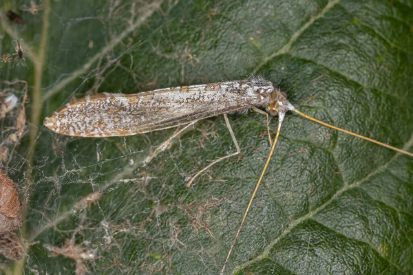 Trichoptera Tarikatı Nın Yetişkin Caddisfly Böceği — Stok fotoğraf