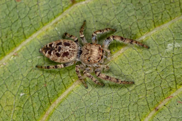 Alt Kabile Dendryphantina Nın Küçük Atlayan Örümceği — Stok fotoğraf