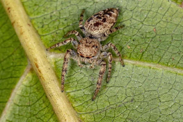 Pequena Aranha Saltitante Subtribo Dendryphantina — Fotografia de Stock