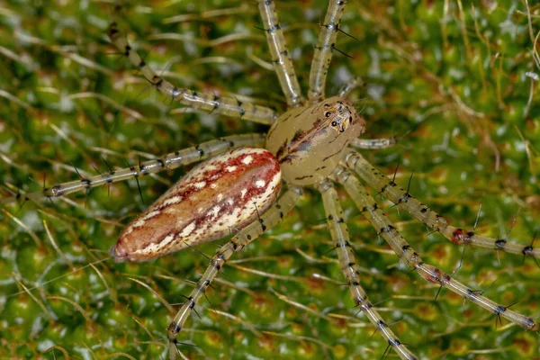 Mały Lynx Spider Gatunku Peucetia Flava — Zdjęcie stockowe