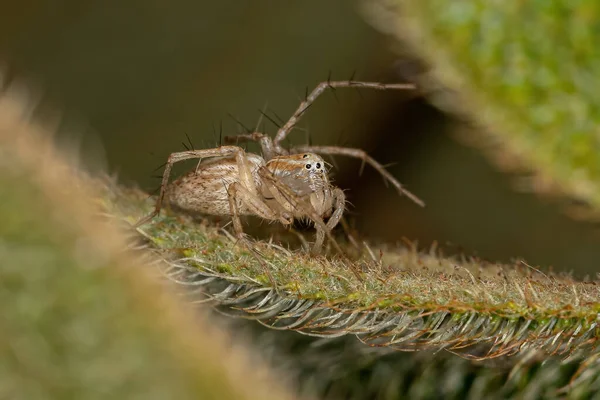 Смугастий Lynx Spider Genus Oxyopes — стокове фото