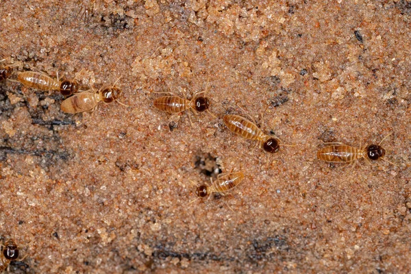 Genus Nasutitermesの成虫シロアリ — ストック写真
