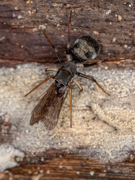Male Adult Jumping Spider Genus Sarinda Mimics Carpenter Ants Genus — Stock Photo, Image