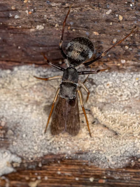 Felnőtt Férfi Ugró Pók Sarinda Nemzetségből Aki Camponotus Nemzetséghez Tartozó — Stock Fotó