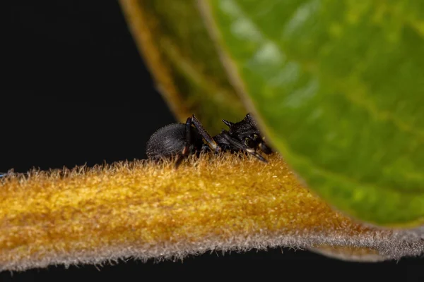 Dospělý Krab Pavouk Druhu Aphantochilus Inermipes Který Napodobuje Želví Mravence — Stock fotografie