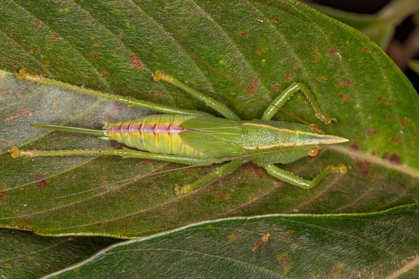 Conehead Katydid Nymph Подсемейства Conocephalinae — стоковое фото