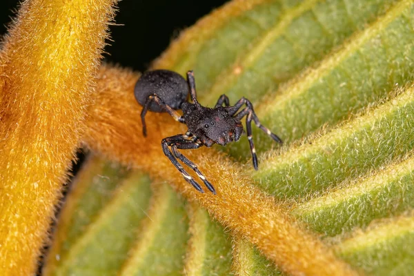 Cangrejo Adulto Araña Especie Aphantochilus Inermipes Que Imita Las Hormigas —  Fotos de Stock